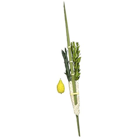 Lulav And Etrog From Israel No Pitom