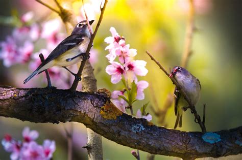 Tapeta Na Monitor Jarní Květiny Ptáci Větvičky