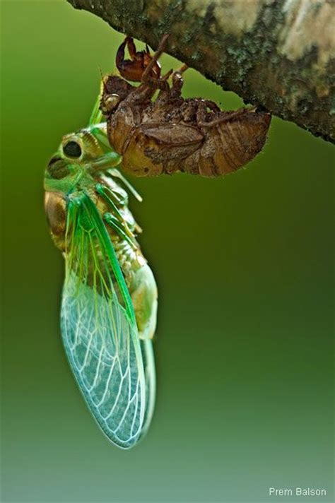 The Differences Between Cicadas And Locusts Santoshinsects Amazing