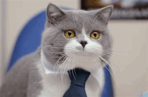 Funny cat meme cuma kucing. kucing: Kucing Senyum Meme