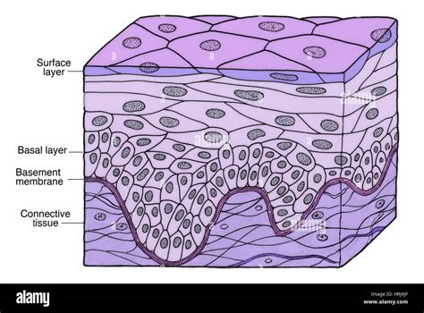 Illustration Of Stratified Squamous Epithelium Stock Photo Royalty