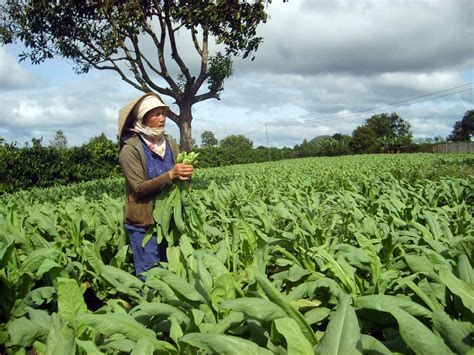 Hiện, trong các trung tâm tiếng anh, topica native là cơ sở uy tín, được nhiều người học tin tưởng và đánh giá rất. Võ Văn Việt: Nơi bồ công anh lên xanh