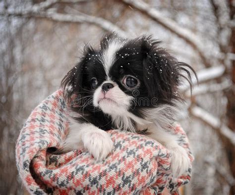 Are Japanese Chin Puppies Lazy