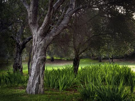 Find the perfect clearing in the woods stock illustrations from getty images. clearing in whiting woods | A magical forest in ...