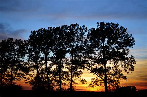 Free Images Landscape Tree Nature Horizon Branch Silhouette