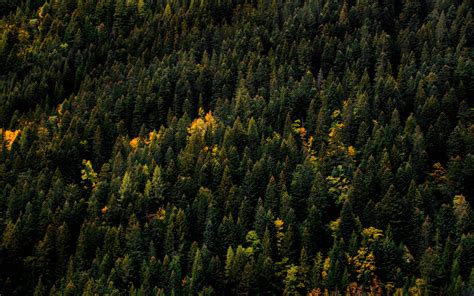 Aerial Forest Wallpapers Top Free Aerial Forest Backgrounds
