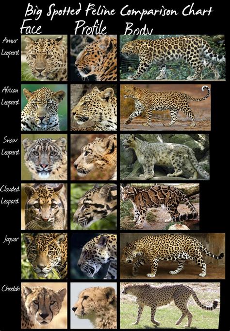 Big cats are one of the most amazing animals on earth. wild cats species comparison chart (larger spotted cats ...