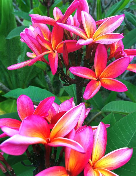 14 Easy To Grow Fragrant Tropical Flowering Plants