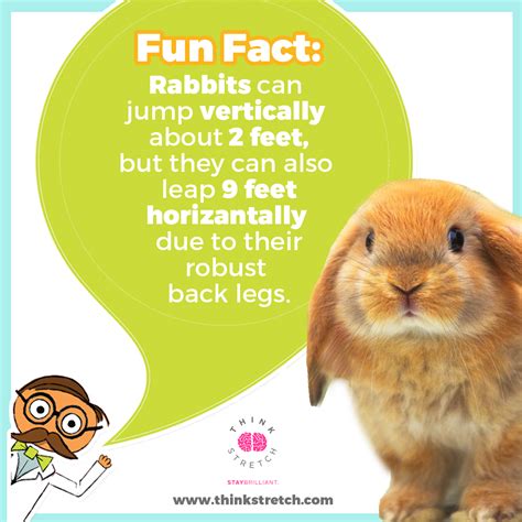 A Rabbit With A Speech Bubble Saying Fun Fact Rabbits Can Jump