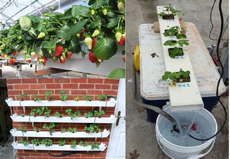 How To Grow Hydroponic Strawberries Growing Strawberries