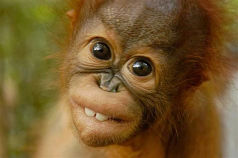The Eyes Truly Are The Windows To The Soul Orangutans