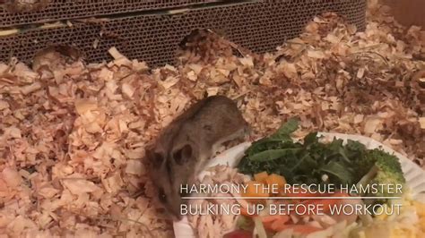 Dwarf Hamster Killing It On The Saucer Youtube