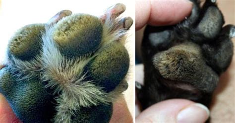 Are Your Dogs Paw Pads Hairy It Might Be Hyperkeratosis Heres What