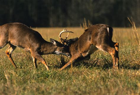 Whitetail Deer Bucks Fighting — Stock Photo © Twildlife 5808112