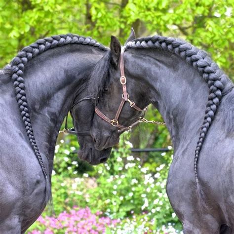 The top countries of suppliers are china, pakistan, and. 17 Best images about Horse Details Mane on Pinterest ...