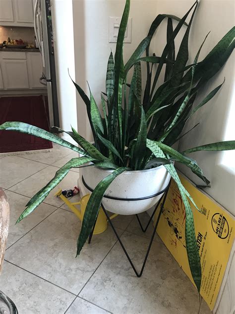 Maybe you would like to learn more about one of these? My sister's snake plant is all droopy and falling over ...