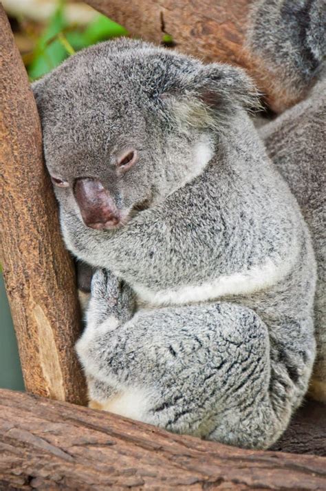 Koala Bear Australia Stock Image Image Of Cozy Endangered 30023865