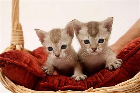 Bereits ein jahr später wurde sie auf einer ausstellung. Singapura-Kitten | Singapura, Katzenbabys und Katzen rassen