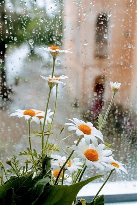 Pin By Abeer On Daisy Cottage Nature Photography Rainy Day