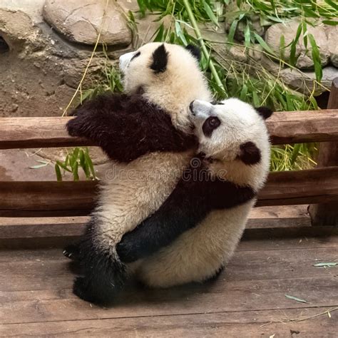 Giant Pandas Two Babies Playing Stock Photo Image Of Months Animal