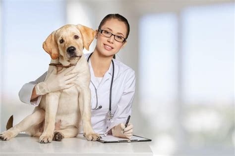 Jodi flaws, professor in the department of comparative biosciences at the college of veterinary medicine, were honored at the. University of Minnesota College of Veterinary Medicine ...
