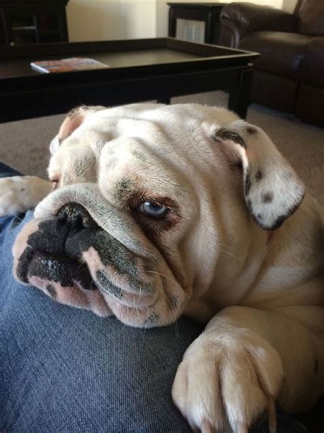 Did you scroll all this way to get facts about english bulldog? Blue Merle Bulldog Breeders | Top Dog Information