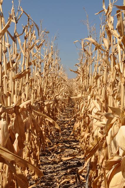 Nebraska Corn Field Flickr Photo Sharing