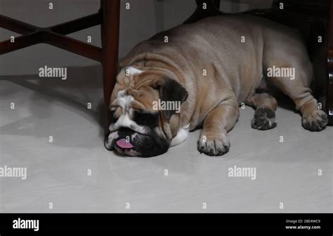 Sleeping English Bulldog Stock Photo Alamy