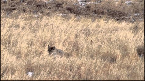 Coyote Stalking And Jumping Youtube