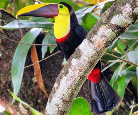 Identifying Costa Rica Birds