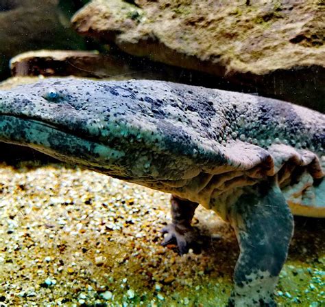 Chinese Giant Salamander London Zoo