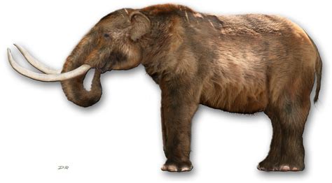 Wandering Mastodons Reveal The Complexity Of Ice Age Extinctions Pnas