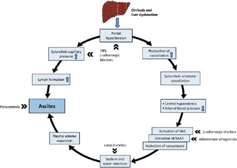 Pathogenesis Of Ascites Formation In The Cirrhotic Patient Raas