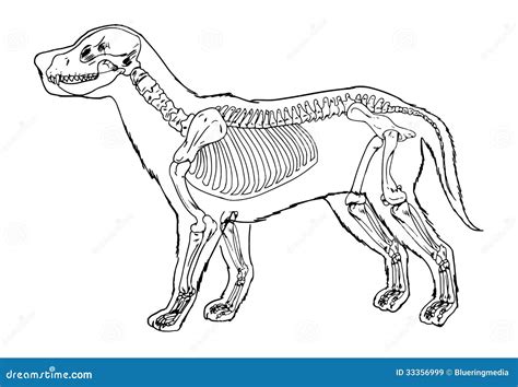 Dog Skeleton Canis Lupus Familiaris Anatomy Perspective View