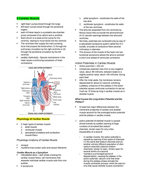 Physiology On Cardiac Muscle 9 Cardiac Muscle Right Heart Pumps