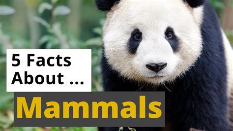 All About Mammals 5 Interesting Facts Animals For Kids