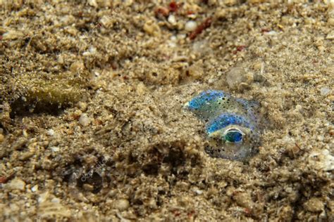 Cuttlefish Underwater Stock Photo By ©izanbar 44720555