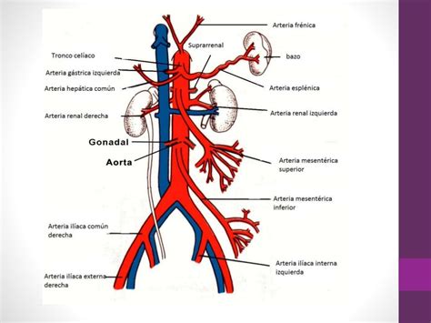 Anatomia Arterias