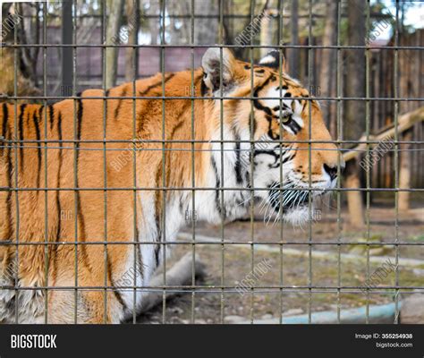 Tiger Behind Bars Zoo Image And Photo Free Trial Bigstock