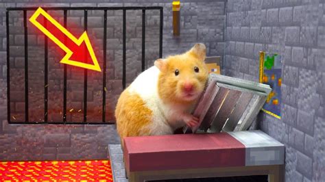 🐹 Hamster Cardboard Escapes Prison Adventures Minecraft Maze In Real