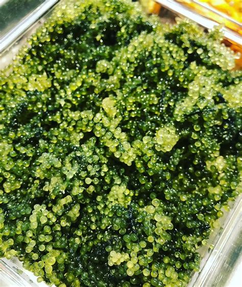 Sea Grapes Green Caviar Umibudo Latok Caulerpa Lentillifera