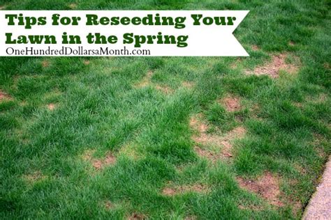 The most important step for seeding is properly preparing the seedbed. Tips for Reseeding Your Lawn in the Spring - One Hundred Dollars a Month