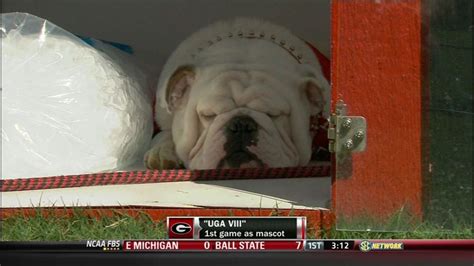 Five Points Five Best Pictures Of Uga Viii Georgias New Mascot Sb