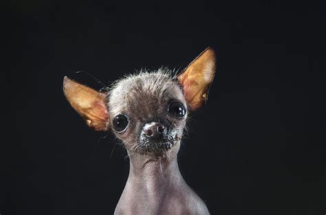 Professional Portraits Of Hairless Dogs Captures Their Hilarious
