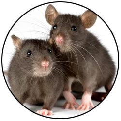 Provide effective pest control solutions for residential and commercial customers. rodentcircle - Stop Bugging Me Pest Control