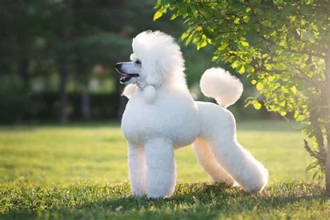 About The Breed Poodle Highland Canine Training Ph