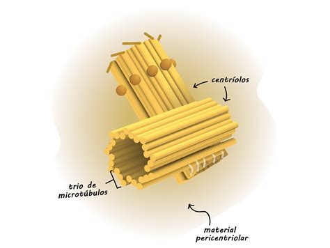 Centríolos O Que São Função Estrutura Cílios E Flagelos