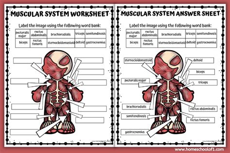 Free Muscular System Labeling Worksheet Homeschool Of 1