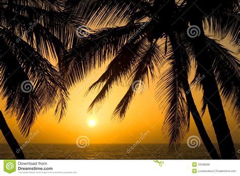 Tropischer Palme Sonnenuntergang Stockbild Bild Von Nave Schwarzes