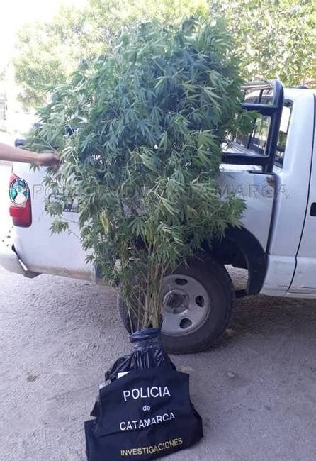 Buscaban Cosas Robadas Y Encontraron Plantas De Marihuana De 2 Metros